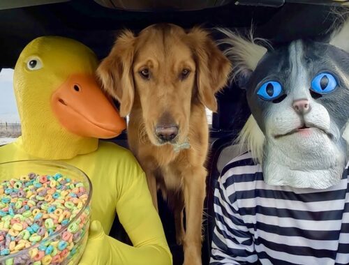 Rubber Ducky Surprises Cat & Puppy with Car Ride Chase!