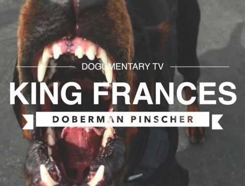 THE REAL KING FRANCES: DOBERMAN PINSCHER