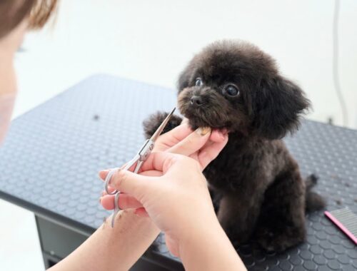 生後5ヶ月、ティーカッププードルの子犬が、初めて髪をカット