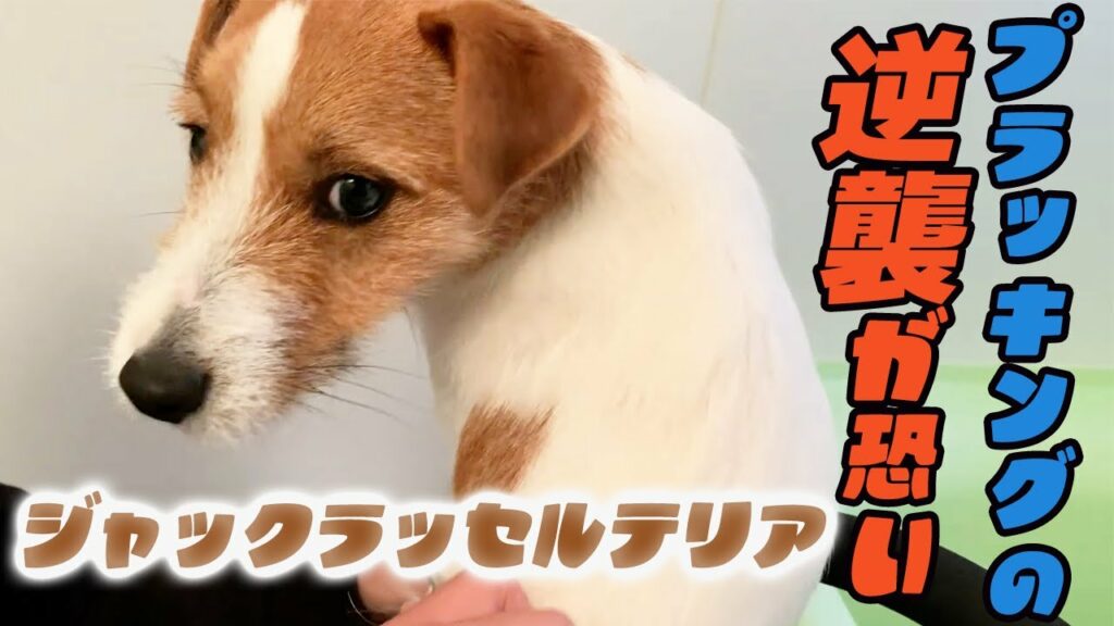 【大量に抜けた】ジャックラッセルテリアのブロークンのプラッキング動画です！