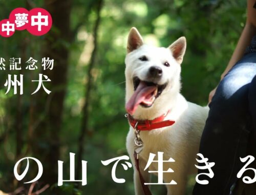 【田舎暮らし】紀州犬もうすぐ1歳。山に暮らす日本犬ルーティン。　紀州犬/山林/田舎