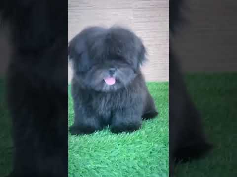 😱😱Lasa apso puppy available for sale #shorts#pets#dogs#Lasaapso