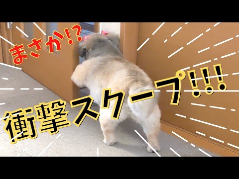 【衝撃!!】ココアのまさかの行動に、ママさん仰天!!