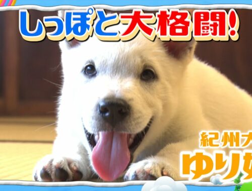 【紀州犬】しっぽがおともだち/ゆり姫（0歳）【I LOVE みんなのどうぶつ園公式】Puppy chasing her own tail! Japanese Kishu dog