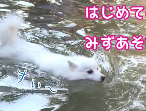 【泳ぐ犬】日本スピッツちぃ。はじめての水遊び / Japanese Spitz swimming for the first time