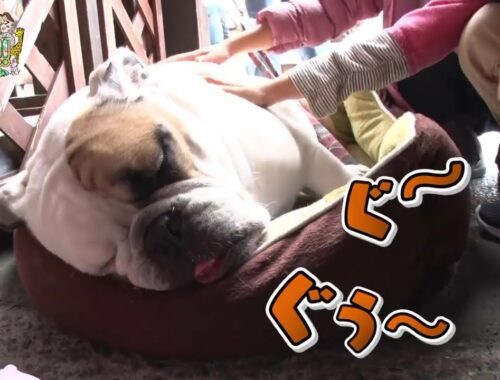 【ブルドッグ】看板犬　赤ちゃん　なかよし【かわいい犬まとめ動画】