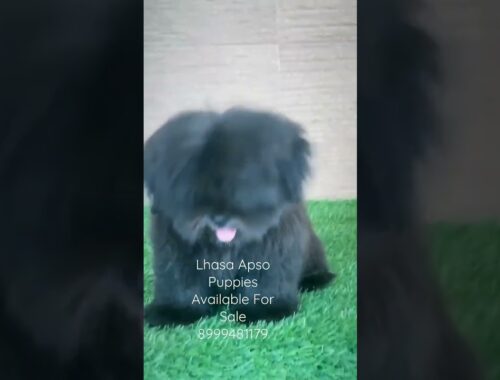 Lhasa Apso cute Dog Puppies Available For Sale #trending #dog #shorts