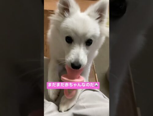 赤ちゃん犬【日本スピッツじゃむの日常】