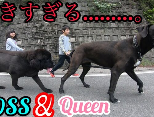 グレートデン❣️ニューファンドランド ボス君 クィーンちゃん 超大型犬NewfoundlandDogGreat DaneDog BOSS&Queen 渡辺ボス 耳掃除 散歩 庭ラン