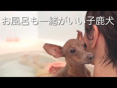 絶対に飼い主とくっついてお風呂に入りたい子鹿犬【ミニピン／元保護犬】