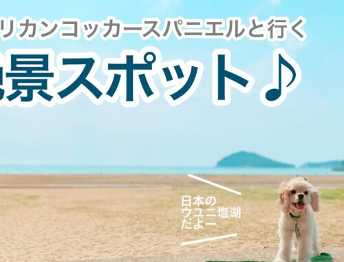 【絶景スポット】アメリカンコッカースパニエル 子犬 ＊ わんこと行く絶景の旅