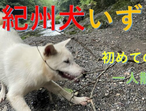 紀州犬いずも一人散歩（Kishu Inu Izumo walking alone）【Samurai dog TV】
