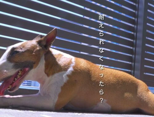 ［ブルテリア］Miniature Bull Terrier  ブルテリアの日光浴？我慢大会！Bull terrier sunbathing? Patience tournament!