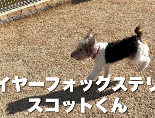 ワイヤーフォックステリア　スコットくん　【wire fox terrier】