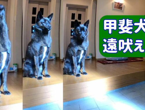 Beautiful howl by kaiken dog