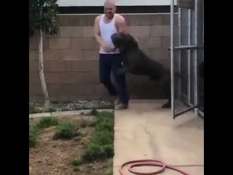 Beast Mastiff bite his owner 😱🔥