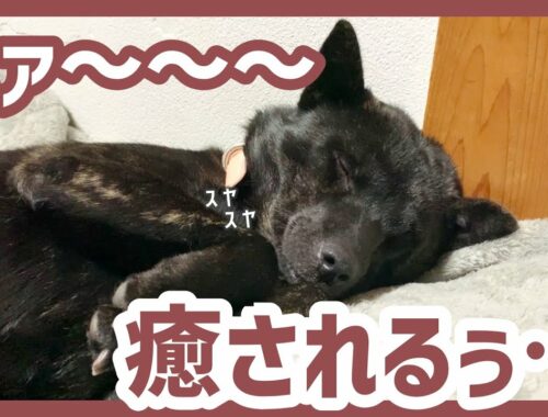 【甲斐犬】安心してスヤスヤと眠る犬猫が可愛すぎて癒しが止まらない…！