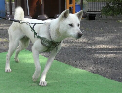 紀州犬,Kishu Inu(dog),和歌山城公園動物園,Zoo next to Wakayama castle,Japan