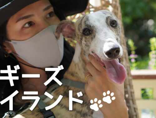 【ウィペット】千葉のわんちゃんリゾートに終始ご満悦の愛犬