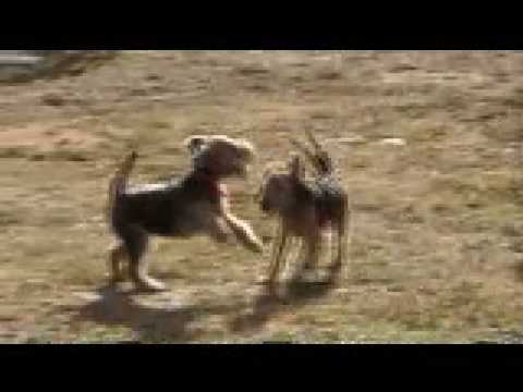 Welsh Terrier pups - Blue and Red playing ウェルシュテリア