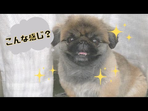 愛犬がカメラ目線の練習!?