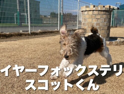 ワイヤーフォックステリア　スコットくん　【wire fox terrier】