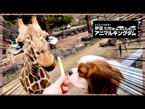 【キャバリア】ビビりな愛犬がまさかの行動⁉︎ワンコと一緒に行ける動物園‼︎伊豆アニマルキングダム 【キャバリア】ビビりな愛犬がまさかの行動⁉︎ワンコと一緒に行ける動物園‼︎伊豆アニマルキングダム
