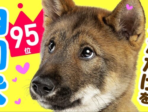 ❤️人気95位【四国犬ってどんな犬？】子犬の価格や性格、寿命、飼いやすさは？ カワイイ動画でチェック！