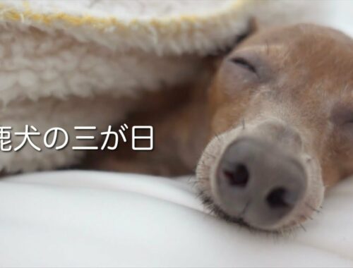 寝正月だけじゃない、ヤル気みなぎる子鹿犬の三が日【ミニピン／元保護犬】