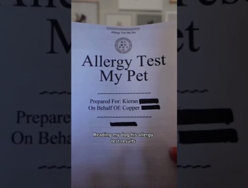 DRAMATIC Mini Huskies React To Food Allergy Test Results