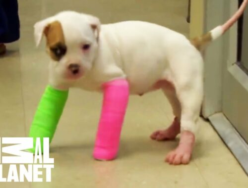 Remember Blanche? Cute Puppy in Casts | Pitbulls & Parolees