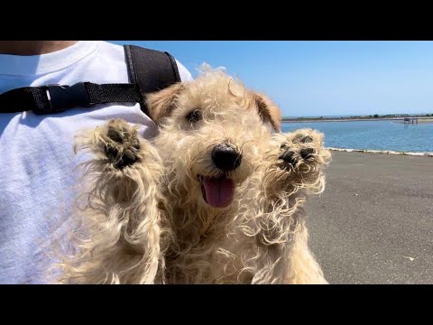 【愛犬とお出かけ】一緒に行って良かった葛西臨海公園。レークランドテリア【lakeland terrier】