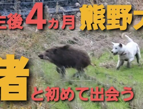 生後4ヶ月 熊野犬 ベニ&ひまわりVS鹿&猪の戦いに備えて