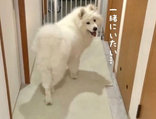 最近の甘えん坊サモエド動画集【大型犬】A collection of recent pampered Samoyed videos【samoyed】