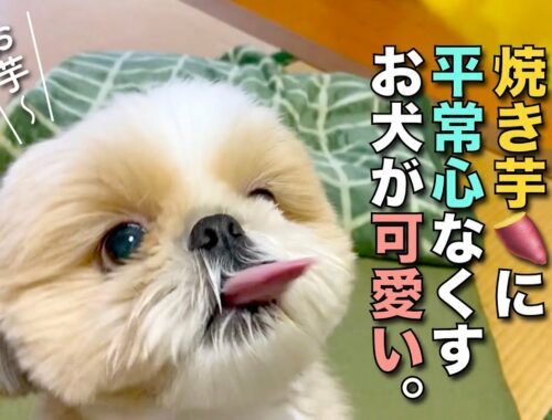 【シーズー】久々の焼き芋に、平常心なくすお犬が可愛い！www【222】
