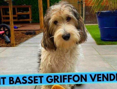 Petit Basset Griffon Vendéen - TOP 10 Interesting Facts