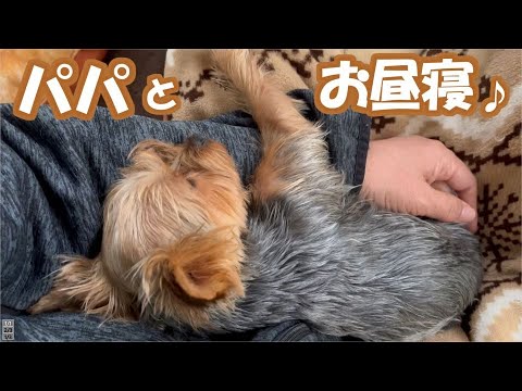 ママが大好きだけどパパも大好きなヨーキー♪(パパ大好き編）【yorkshre terrier】【ヨークシャーテリア】
