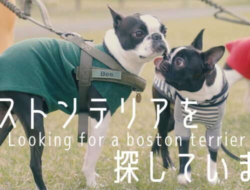 ボストンテリアを探しています/初めてボストンテリアと遭遇/Looking for a boston terrier