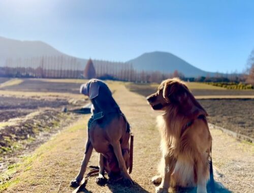 愛犬と冬の高原をお散歩。ゴールデンレトリバーとワイマラナーの子犬。