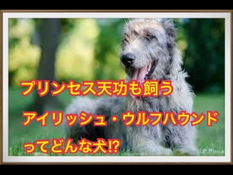 【プリンセス天功のペット】アイリッシュ・ウルフハウンドってどんな犬!?
