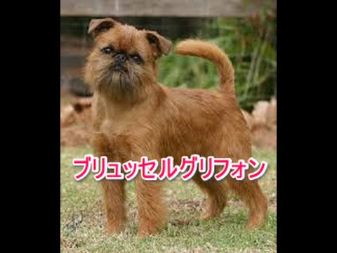 【犬図鑑】ブリュッセルグリフォン