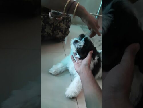 Lhasa Apso puppy Day1 at home || welcoming Lhasa Apso puppy Simba || Cute Moment
