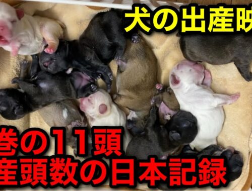 【衝撃映像】日本最多の11頭を産んだ犬の出産【フレンチブルドッグ専門ブリーダー】