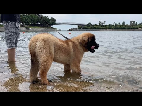 【超大型犬レオンベルガー】初めての海にテンション上がり気味で海に入らずにはいられない超大型犬レオンベルガーの子犬