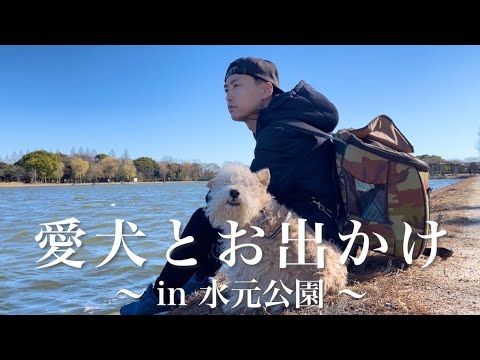 【愛犬とお出かけ】東京にある愛犬と走り回れるオススメな公園。水元公園。レークランドテリア(lakeland terrier)