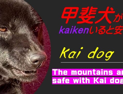 甲斐犬が居ると安心（It's safe to have a Kai dog by your side）【Samurai dog TV】