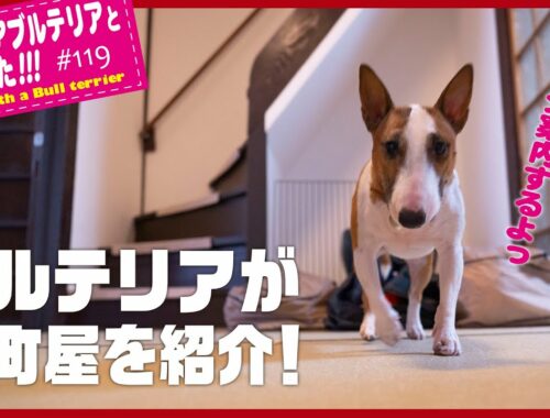［ブルテリア］Miniature Bull Terrier  ブルテリアが宿泊する京町屋を紹介します Introducing Kyomachiya where bull terriers stay.
