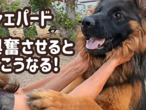 【ジャーマンシェパード】愛犬をおもいきり興奮させてから落ち着かせてみる！[German Shepherd] Calm down a hyper dog!