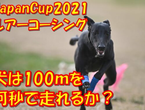 ルアーコーシング ウィペット（Whippet） RAY 7か月 2020-11-22 JapanCup2021 2nd 千葉ポートパーク 直線100ｍを7カ月の犬は何秒で走り切れるのか？