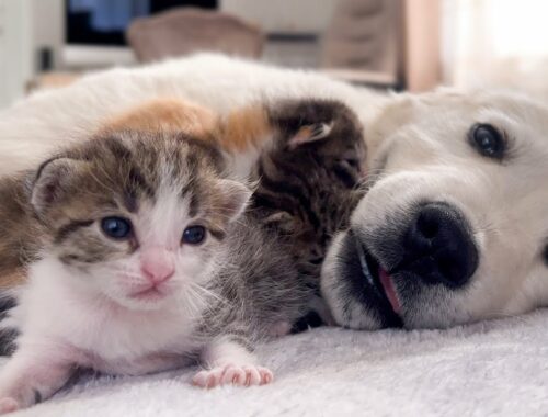 Tiny Kittens Love a Golden Retriever Puppy